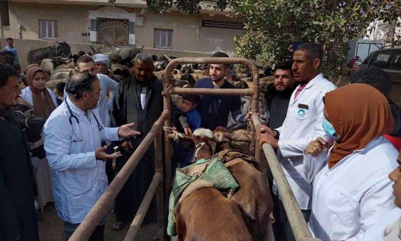 بحوث الصحة الحيوانية علاج وفحص اكثر من 4000 راس ماشية مجانا بالفيوم 