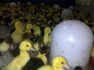 156019_169430163091974_153061971395460_393044_3223294_n