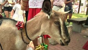 160628103703_goat_640x360_bbc_nocredit