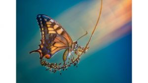 الصور من بي بي سي