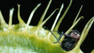 احد انواع النباتات المفترسة