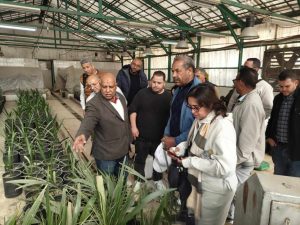 بحوث النخيل