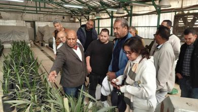 بحوث النخيل