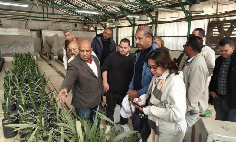 بحوث النخيل