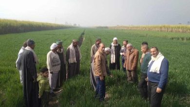 البحوث الزراعية: تنفيذ 2490 نشاطًا إرشاديًا خلال يناير لدعم المزارعين